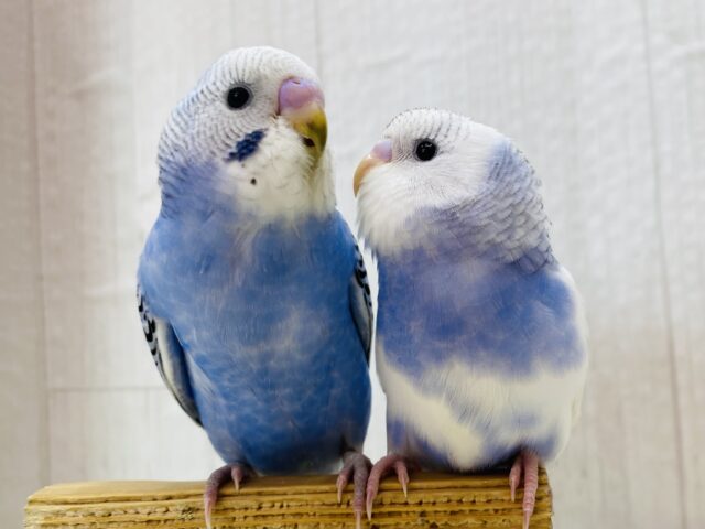 最新画像✨青空ヒナさんず💙ただいま成長中‼️セキセイインコ（オパーリン・パイド）