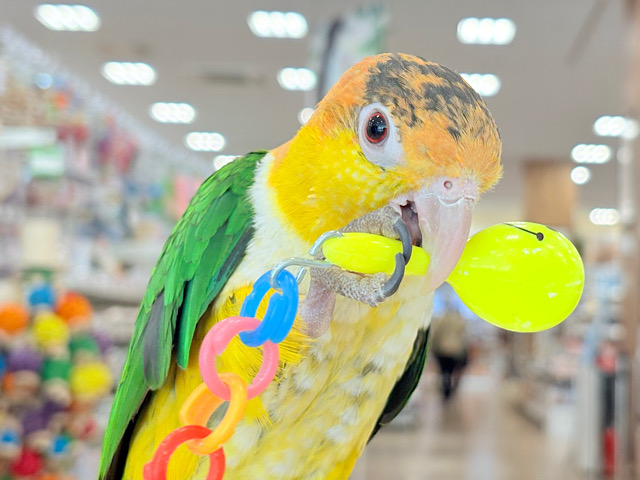 【最新画像・動画更新🪄】全てがダイナミックボーイ🐥🍊🧡シロハラインコ 男の子