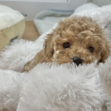 甘々ボーイのレアカラー✨トイプードルくん！