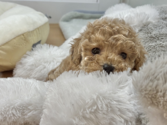 甘々ボーイのレアカラー✨トイプードルくん！