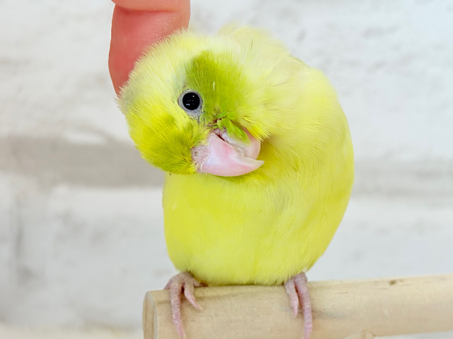 【最新画像・動画更新🪄ひとり餌‪になりました☆】不思議カラー🐣🫛🪅わくわく上昇中~♩♩マメルリハ(パイド系) ヒナ