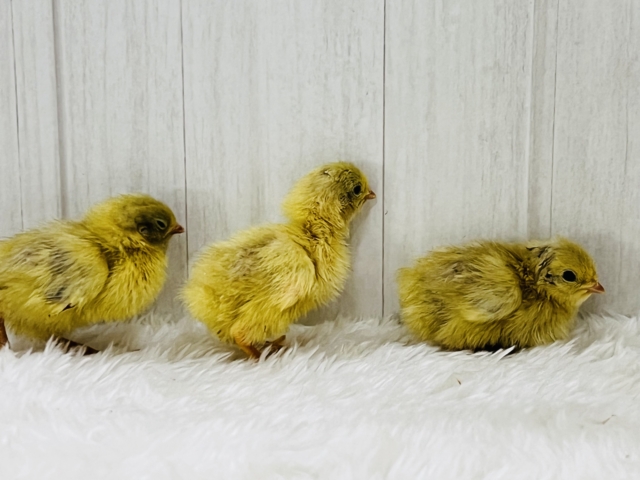 ウズラに続き更に極小ピッ!ヒメウズラの雛が入舎しましたー！！🐣