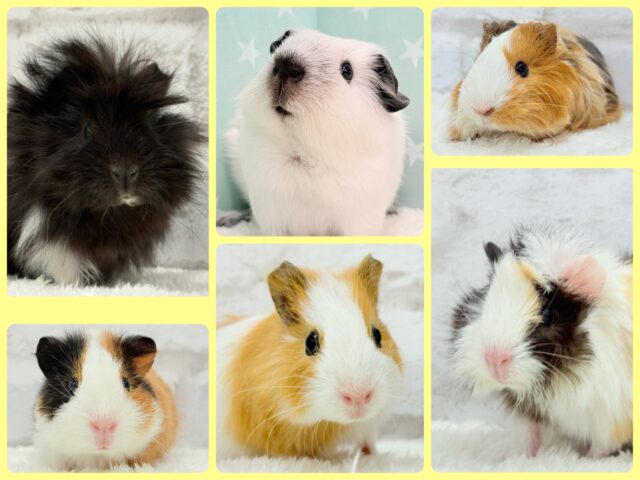 🌿🐹ぷいぷい祭り開催中〜🏮💫