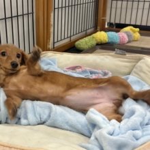 お願い〜！！わたちのお腹見て♥ミニチュアダックスちゃん！