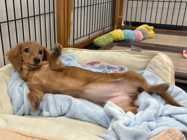 お願い〜！！わたちのお腹見て♥ミニチュアダックスちゃん！