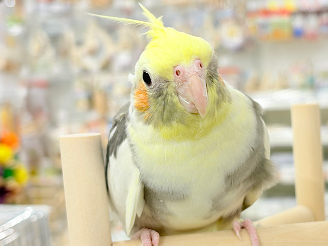 カキカキ好きな美形オカメちゃん🐥🩶オカメインコ(パイド)