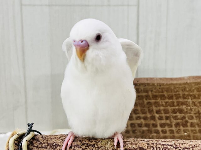 ちゅるん🎶とむき玉子🥚に成長中✨セキセイインコのアルビノ🤍