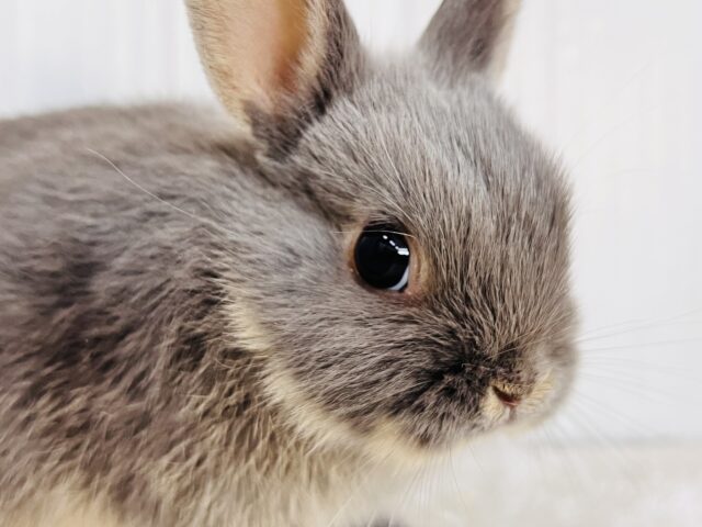 可愛すぎてｺﾞﾒﾝﾈ❣️丸顔なネザーランドドワーフラビット🐰