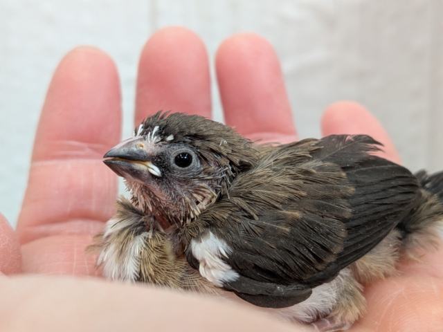 おこげが多めな十姉妹ヒナさんいますよ〜🎵