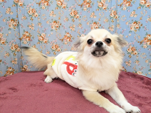 ワイルドボーイ参上💙✨　ロングコートチワワの男のコ　2026/2/8撮影