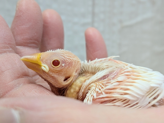 透明感のあるルビーアイ❤️がきれいな文鳥ヒナさん来ましたよ〜アルビノ文鳥