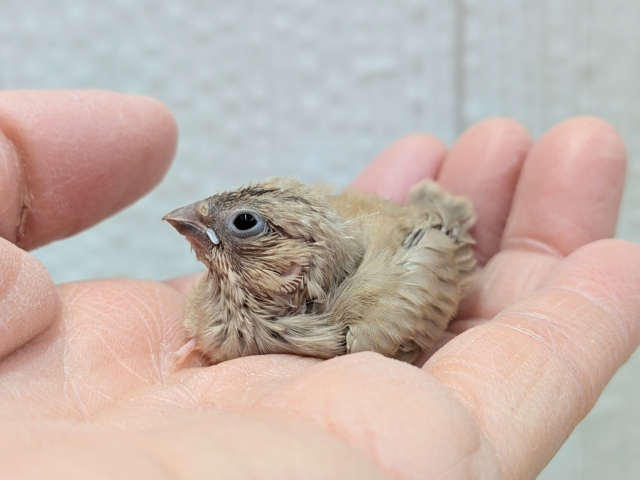 サクサククッキー🍪カラーなキンカ鳥ヒナさんいますよ〜フォーン