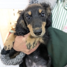 最新画像更新！！最上級にかわいいの💗　ミニチュアダックスの男のコ　2026/2/8撮影