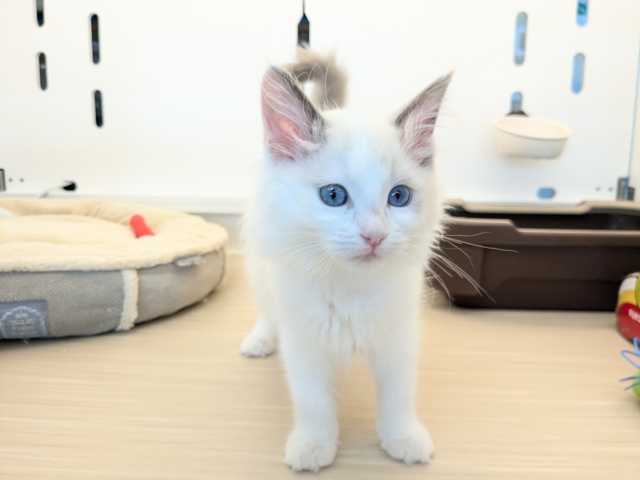 最新画像更新！！天使が舞い降りた👼✨　ラグドールの女のコ　2026/2/8撮影