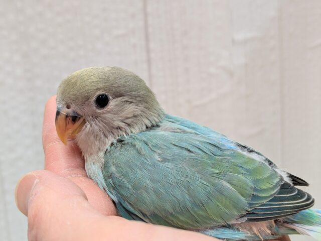 最新画像あります！どんな姿を見せてくれますか〜❓ﾜﾀﾜﾀちゃんのコザクラインコ💓