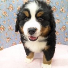 超スーパービッグボーイ✨　バーニーズマウンテンドッグの男のコ　2026/2/18撮影