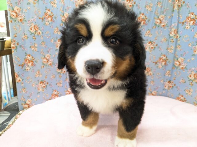 超スーパービッグボーイ✨　バーニーズマウンテンドッグの男のコ　2026/2/18撮影