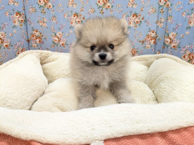 キュンキュン💖みんな好きになっちゃう💖　ポメラニアンの男のコ　2026/2/24撮影