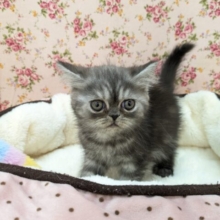 ビビリんちょガール💗　エキゾチックショートヘアの女のコ　2026/2/24撮影