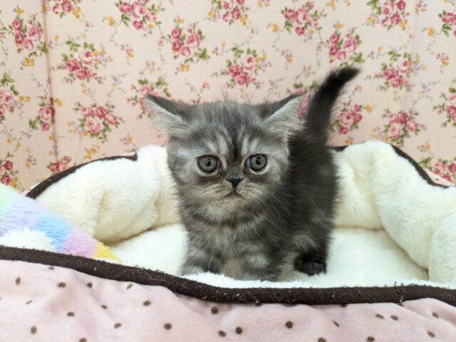 ビビリんちょガール💗　エキゾチックショートヘアの女のコ　2026/2/24撮影