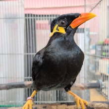 最新画像あります🙌キリッと✨イケメンキューちゃんやってきた‼️九官鳥