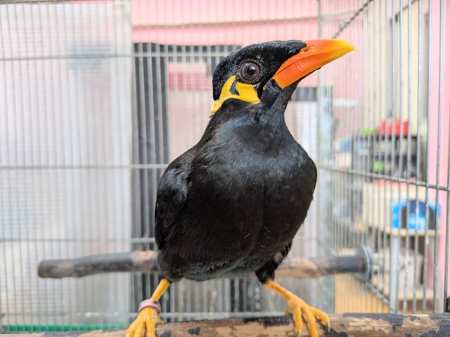 最新画像あります🙌キリッと✨イケメンキューちゃんやってきた‼️九官鳥