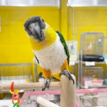 甘ったれワクワクちゃん♪♪　ズグロシロハラインコ