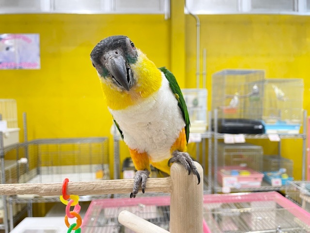 甘ったれワクワクちゃん♪♪　ズグロシロハラインコ