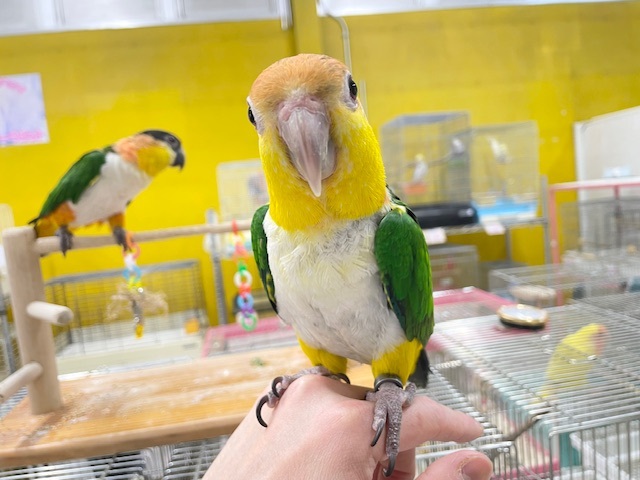 インコ界のエンターテイナー⁉⁉🔥🔥🔥　シロハラインコ