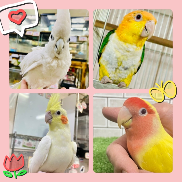 メロメロズキューン！💘ＬＯＶＥバードフェア開催✨