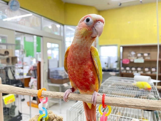 サンチークカラーのウロコインコさんがやってきましたよ～💖💛💖💛
