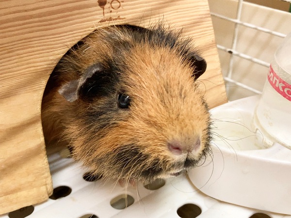 テディモルモット（三色）　女の子　なでなでできちゃうかわいい子です♪