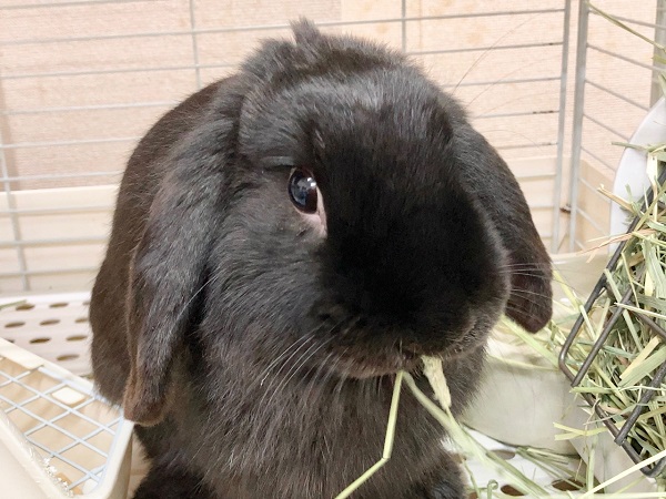 最新画像！ホーランドロップ（ブラック）　ごはんとなでなでが好きないい子です！