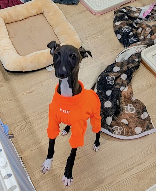 素早さ３倍速💨✨　イタリアングレーハウンドの女のコ　2026/2/27撮影