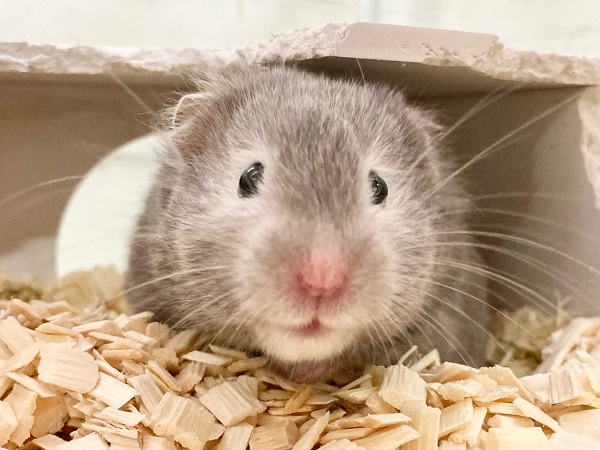 ちょっとだけ最新画像！セーブルハムスター　もちふわボディのかわいい子です