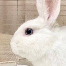 ドワーフホト（ミスカラー）　男の子　足元ぐるぐる止まらない！？うさんぽ大好きさんです！