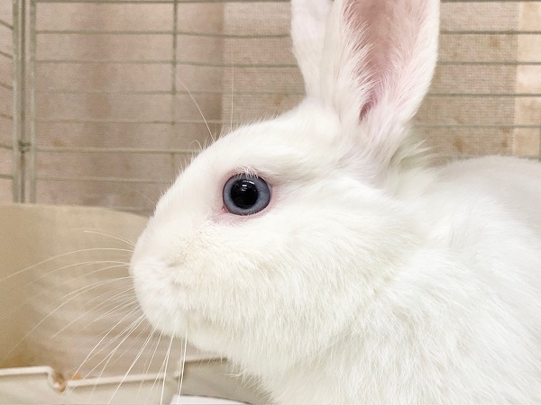 ドワーフホト（ミスカラー）　男の子　足元ぐるぐる止まらない！？うさんぽ大好きさんです！