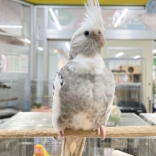 【☆最新画像更新☆】🤍🖤オカメインコ🖤🤍ＷＦパールパイド