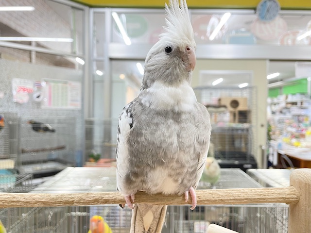 【☆最新画像更新☆】🤍🖤オカメインコ🖤🤍ＷＦパールパイド