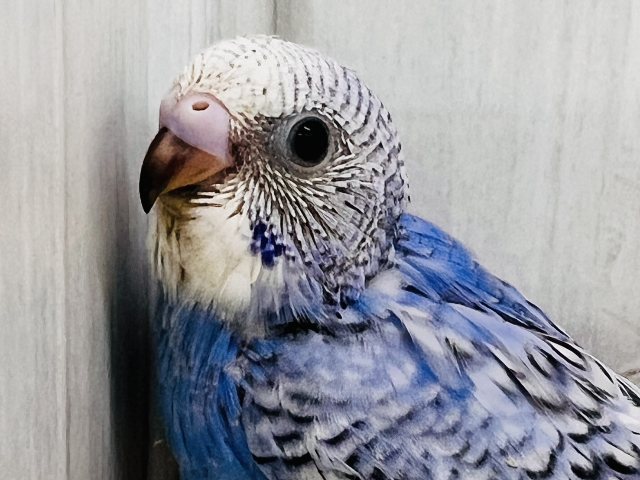 ブルー💙の中にほわほわのわた毛が隠れんぼ☁セキセイインコのヒナ(ブルースパングル)入荷しました❤️