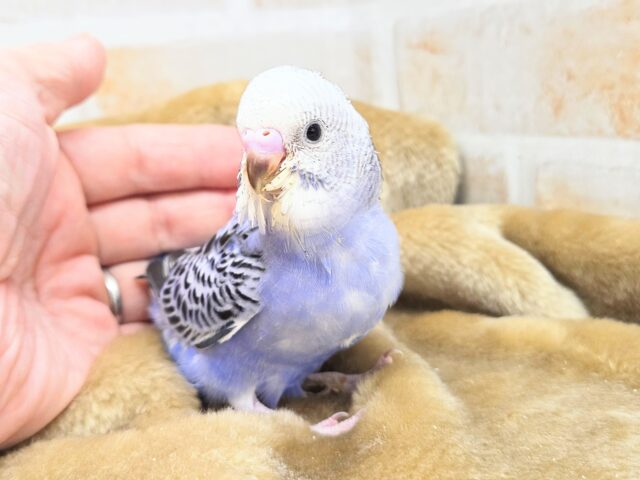 最新画像になります☆可愛さ溢れるお宝さん🩵✨　セキセイインコ（ブルーオパーリン）