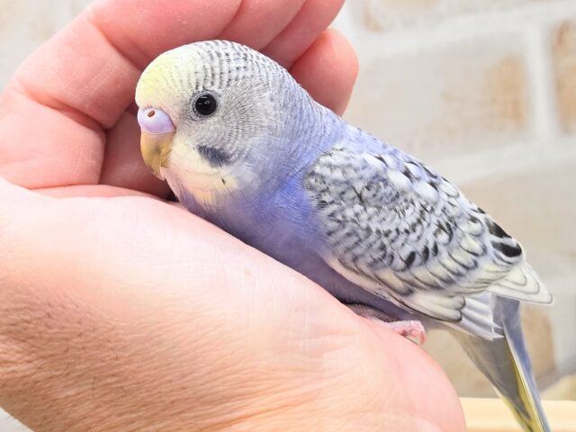 最新画像になります☆気ままさに、クスッと～～♪　セキセイインコ　YFバイレットスパングル～～