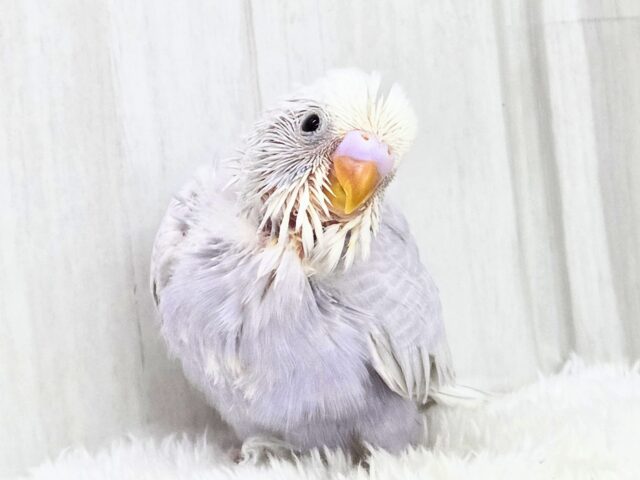 神秘的な美カラー✨ライラック🪻セキセイインコ入舎しましたよ🌟