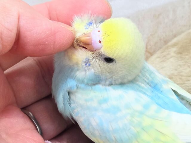 最新画像になります☆あぐーっ❗️元気いっぱい😆　セキセイインコ（パステルレインボースパングル）