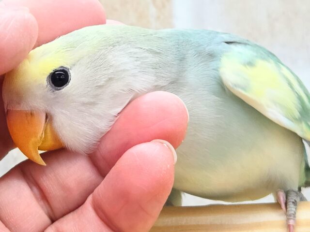 最新画像になります☆遊ぶお尻が可愛いね💙🍒　コザクラインコ（ブルーチェリーパイド）