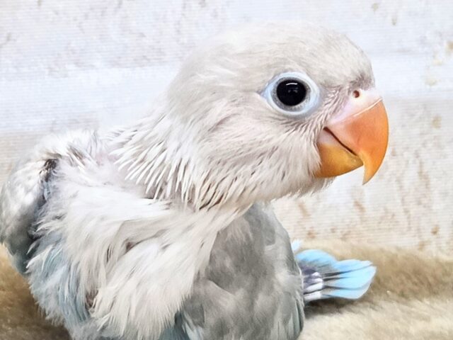 学校、お仕ごと行けなくなります。。　シロボタンインコ～～