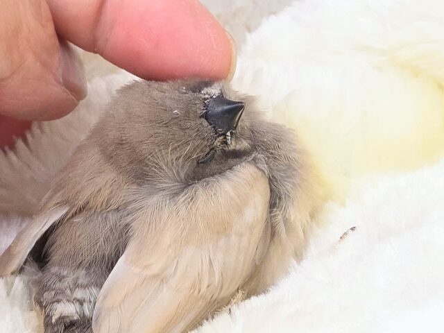 手にそそっと。。寄り添うジャンボキンカチョウ～～