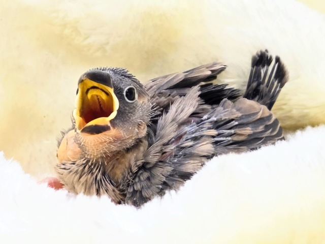 ぶんちょうライフ、いいですよ～～♨　桜文鳥～～