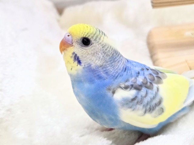 最新画像になります☆気づいたら、お迎えしてるんじゃない？？♬　セキセイインコ　パステルレインボーパイド～～