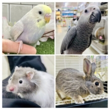 ３月２０、２１、２２の３連休限定！！